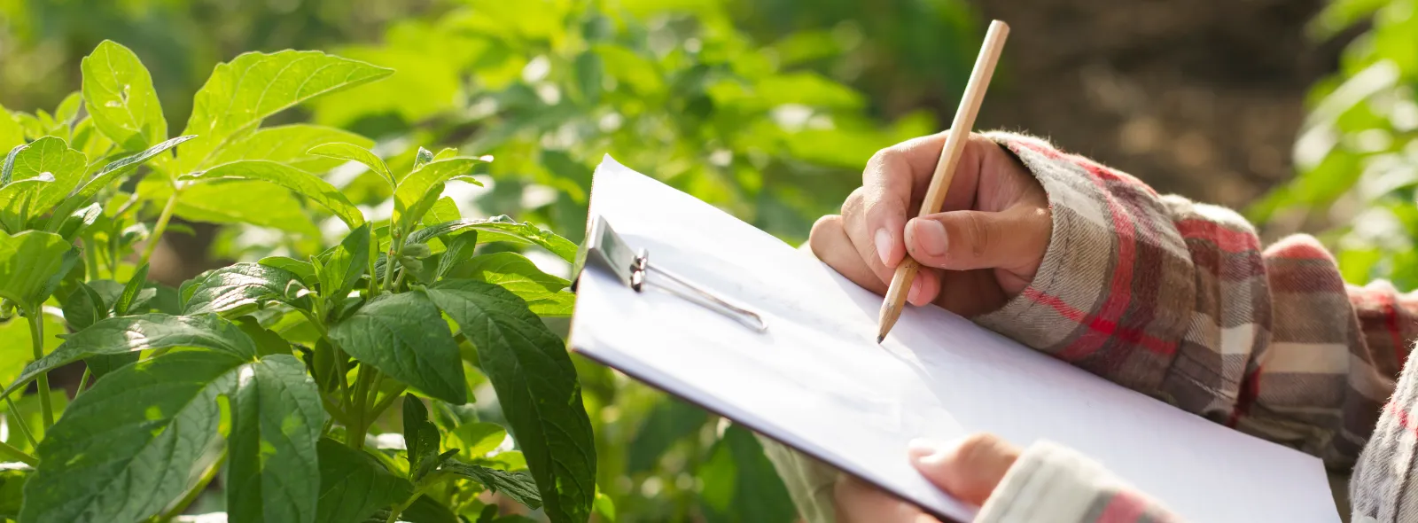 Agricultura e Agronegócio – Pós-graduação, Unicive